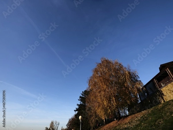 Fototapeta yellow autumn tree and part of modern house
