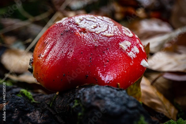 Fototapeta fly mushroom