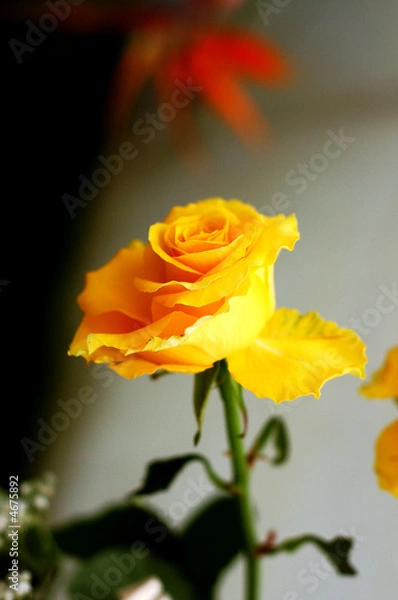 Fototapeta single yellow rose