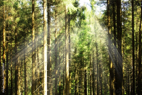 Obraz Słońce i promienie - las sosnowy