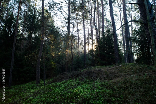 Fototapeta enchanted forest