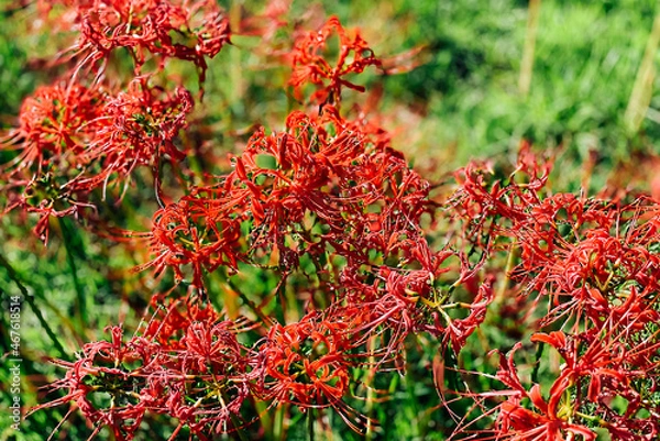 Fototapeta 曼珠沙華