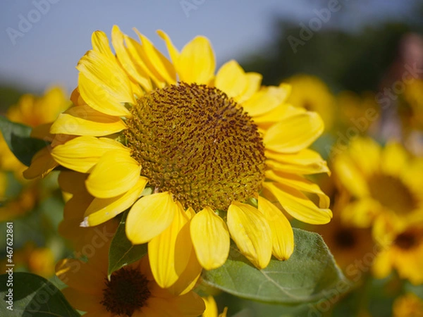 Obraz sunflower in the field