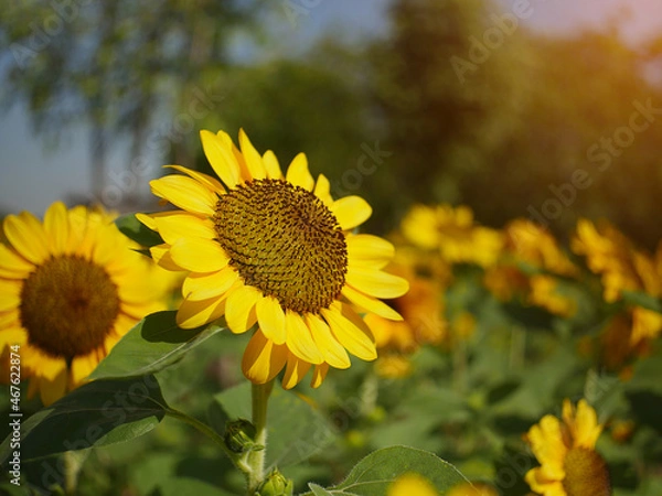 Obraz sunflower in the field