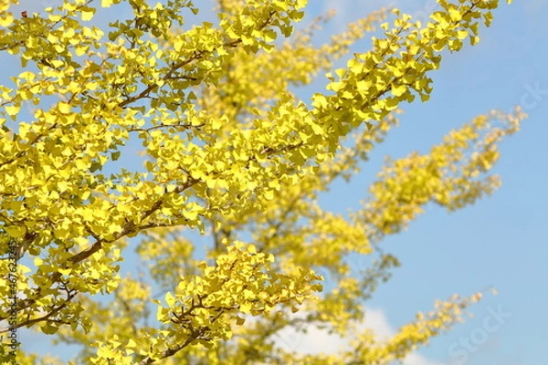 Fototapeta 色付いたイチョウと爽やかな青空