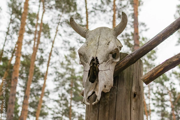 Fototapeta A skull with horns on a wooden fence.