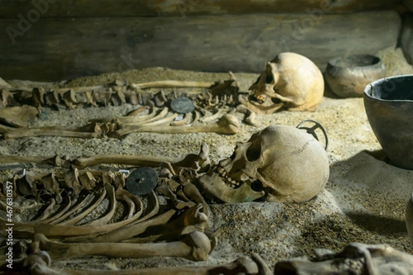 Fototapeta A human skull and the remains of bones in the museum.