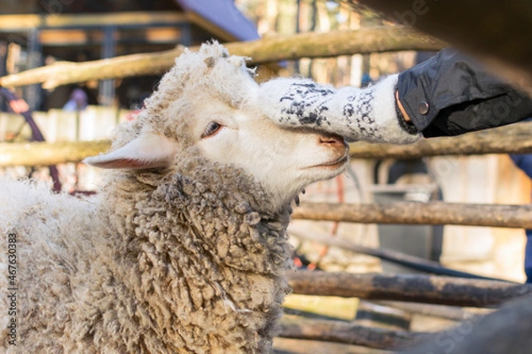 Fototapeta A hand strokes a pretty white sheep's nose.