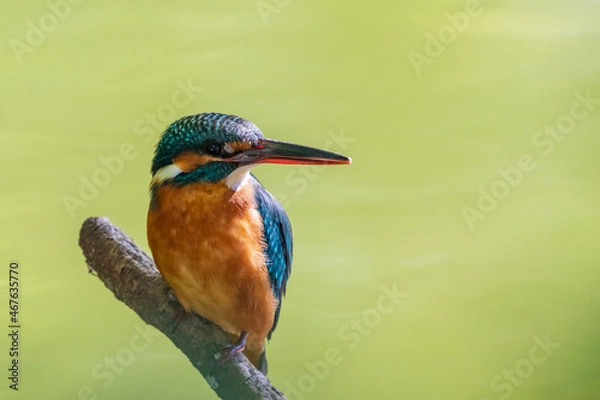 Fototapeta Female common Kingfisher looking back and perching on a tree branch on a green background.