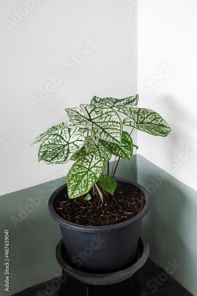 Fototapeta Caladium in black plant pot with white and green leaves in flower pot put in the corner of the room