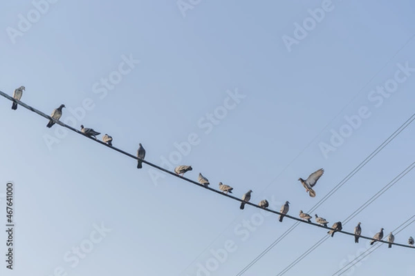Obraz Pigeons hanging on electricity wire concept of social distancing.