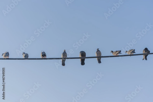 Obraz Pigeons hanging on electricity wire concept of social distancing.