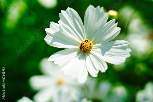 Fototapeta 138タワーパーク