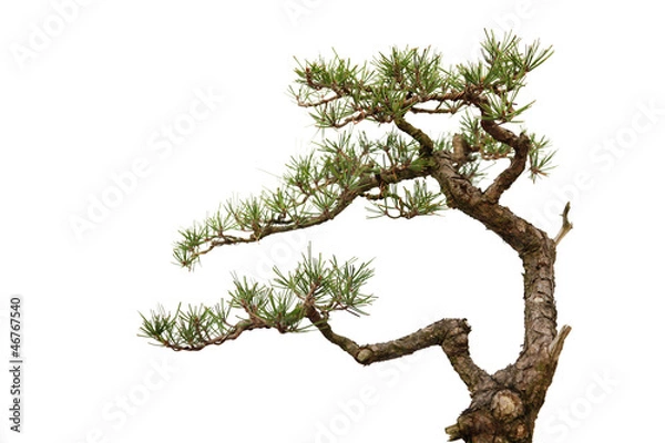 Obraz Informal upright style  bonsai tree on white (part)