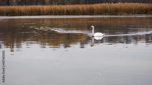 Fototapeta Swan. bird on the water. white swan swims in a lake. big beautiful swan floats on the river on a beautiful autumn, sunny day. wild bird, natural background. space for text