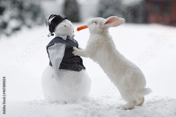 Fototapeta White rabbit and snowman. Rabbit and red carrots. White hare on the street in winter. The rabbit stands on its hind legs in the snow outside.