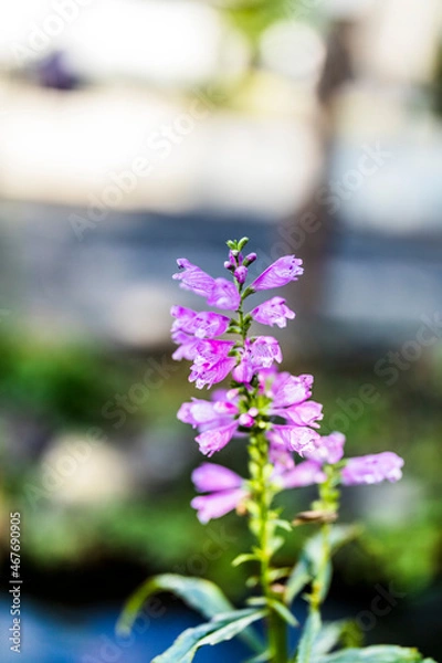 Fototapeta 花虎の尾