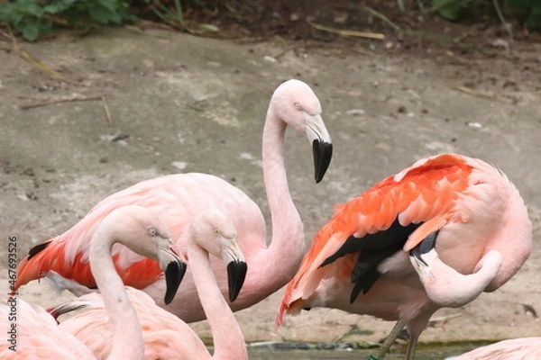 Obraz some flamingos
