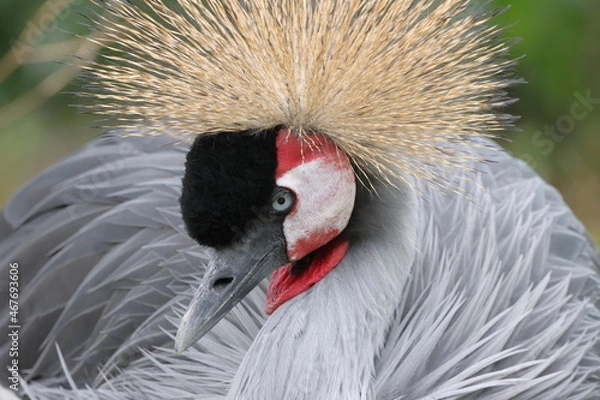 Obraz crowned crane balearica regulorum