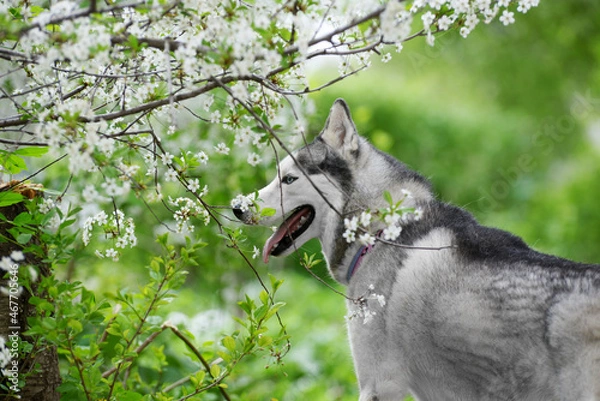 Fototapeta portrait black male husky with blue eyes on flowers