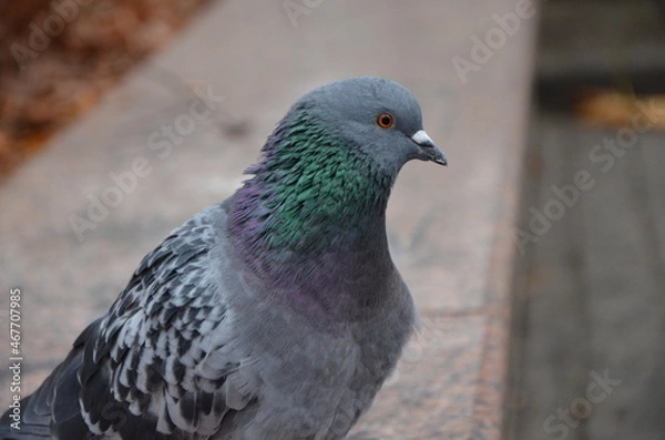 Obraz close up of a pigeon