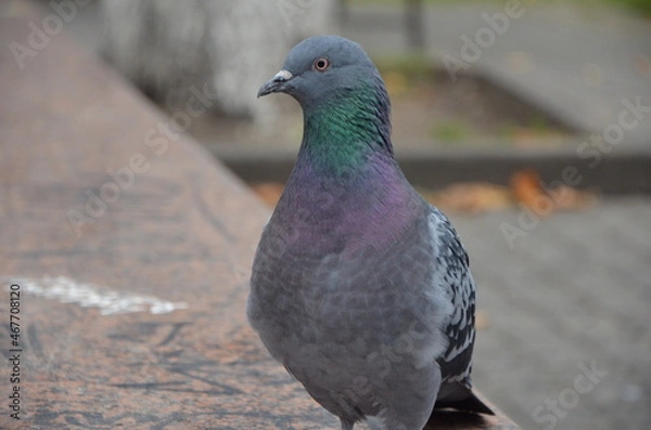Obraz pigeon in the park