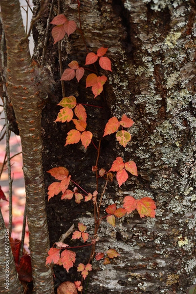 Fototapeta 紅葉した蔦
