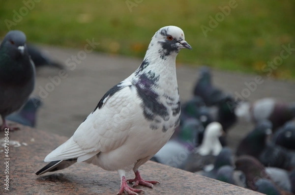 Obraz pigeon on the street