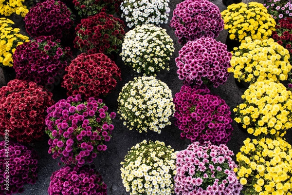 Obraz colorful flowers background