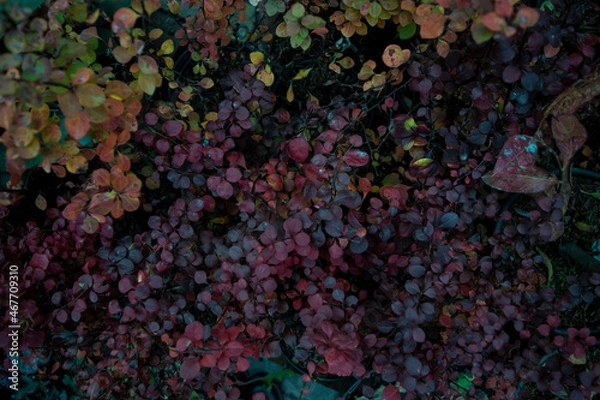 Obraz background of bubbles