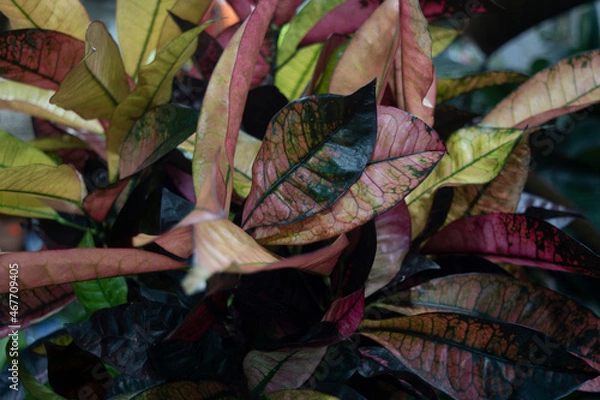 Obraz leaves on the ground