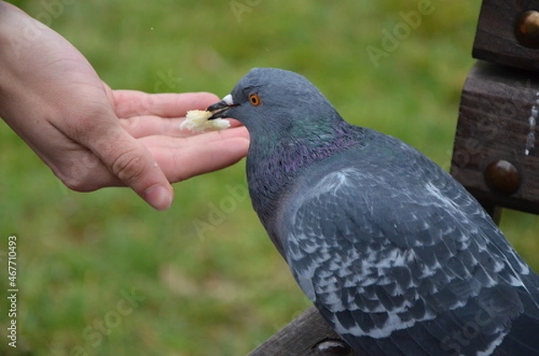 Obraz pigeon in the park