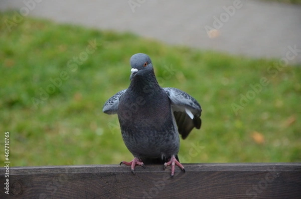 Obraz pigeon on the wall