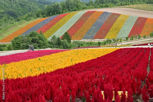 Fototapeta 北海道美瑛町の広大な花畑の丘