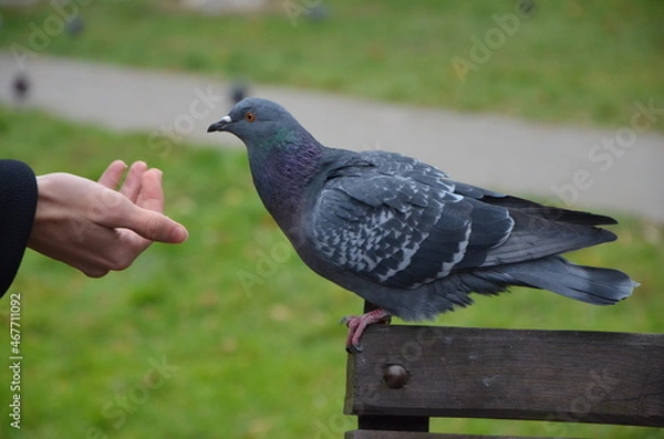 Obraz pigeon on the hand