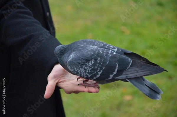 Obraz pigeon on the hand