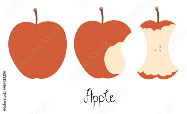 Fototapeta Illustration of an apple, bitten apple, apple core, and hand-drawn text - Apple. Cute flat vector illustration in nice colors. Isolated on white.