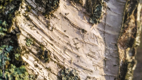 Fototapeta Close-up of natural birch bark texture. Natural background of an old tree, no people, outdoors, for drawing text. Light shade with patches of white, black and gray, with cracks and fringes.
