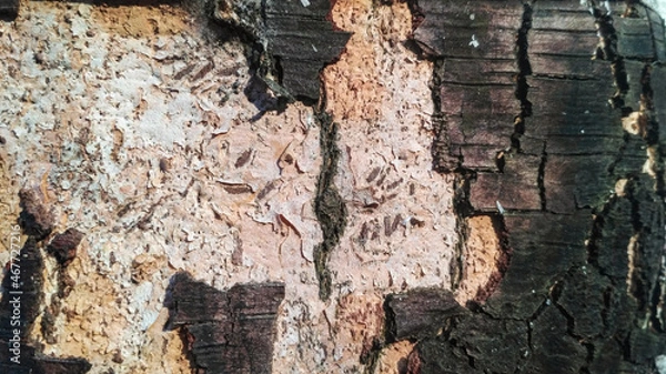 Fototapeta Close-up of natural birch bark texture. Natural background of an old tree, no people, outdoors, for drawing text. Light shade with patches of white, black and gray, with cracks and fringes.