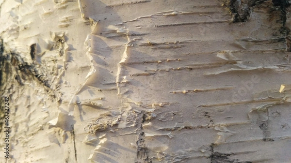 Fototapeta Close-up of natural birch bark texture. Natural background of an old tree, no people, outdoors, for drawing text. Light shade with patches of white, black and gray, with cracks and fringes.