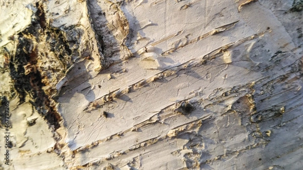 Fototapeta Close-up of natural birch bark texture. Natural background of an old tree, no people, outdoors, for drawing text. Light shade with patches of white, black and gray, with cracks and fringes.