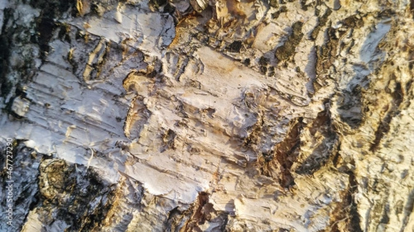 Fototapeta Close-up of natural birch bark texture. Natural background of an old tree, no people, outdoors, for drawing text. Light shade with patches of white, black and gray, with cracks and fringes.