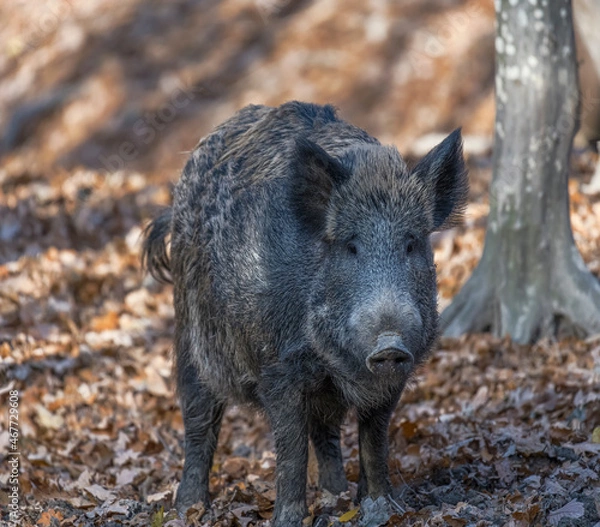 Obraz Wild boar in the autumn forest.