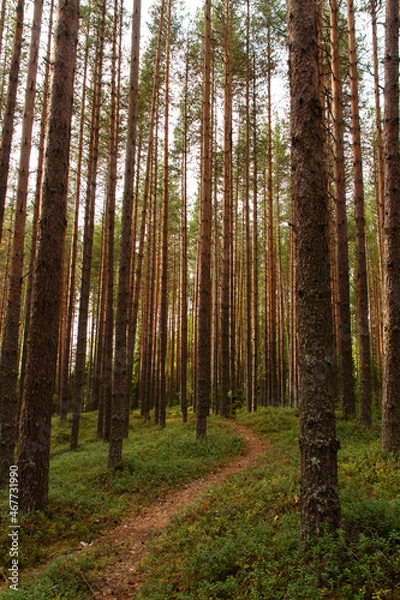 Obraz natural background trunks of wild pines