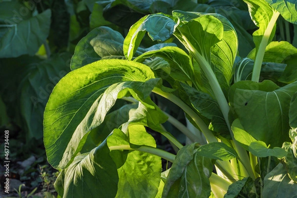 Obraz しゃくし菜畑