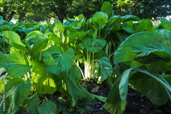 Obraz しゃくし菜畑