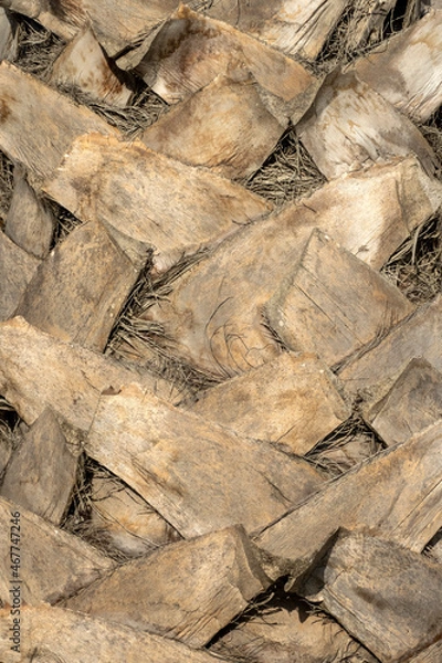 Fototapeta tree texture