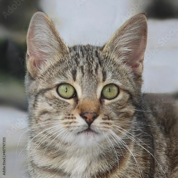 Fototapeta Portrait of a nice cat