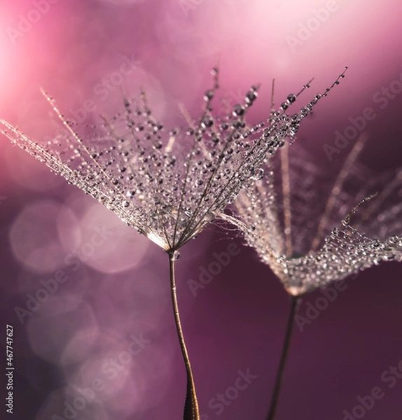 Obraz Dmuchawce i krople wody