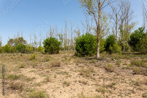 Fototapeta Dying trees due to global warming and climate change